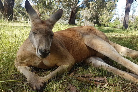 Cleland Wildlife Park Tour From Adelaide Including Mount Lofty Summit - Tourism TAS 5