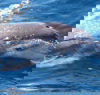Jervis Bay Dolphin Watch Cruise - Tourism TAS