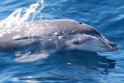 Jervis Bay Dolphin Watch Cruise - Tourism TAS 0