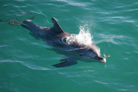 Jervis Bay Dolphin Watch Cruise - Tourism TAS 1