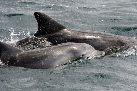 Jervis Bay Dolphin Watch Cruise - Tourism TAS 2