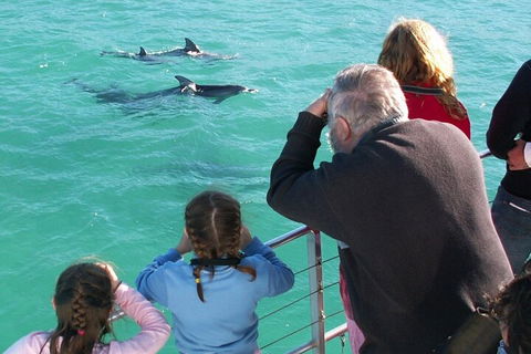 Jervis Bay Dolphin Watch Cruise - Tourism TAS 4
