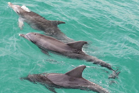 Jervis Bay Dolphin Watch Cruise - Tourism TAS 5