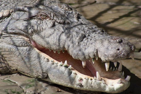 Whitsunday Crocodile Safari Including Lunch - Hobart Tourism 1