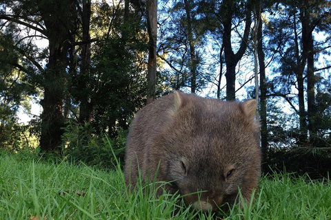 From The Mountains To The Bay - 4 Day Rediscovery Private Tour - Hobart Tourism 5