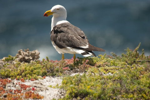 From The Mountains To The Bay - 4 Day Rediscovery Small Group Tour - Hobart Tourism 1