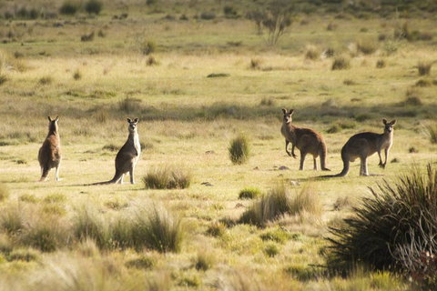 From The Mountains To The Bay - 4 Day Rediscovery Small Group Tour - Hobart Tourism 4