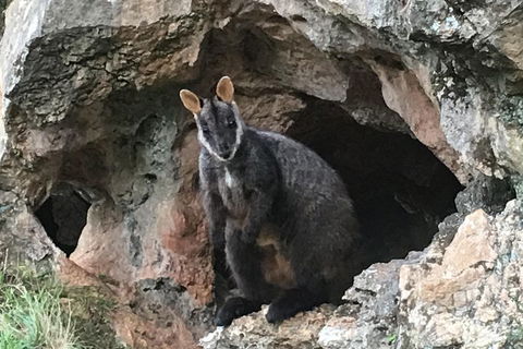 Inside The Greater Blue Mountains World Heritage - A Wildlife Safari Overnight - Tourism TAS 1