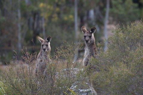 Inside The Greater Blue Mountains World Heritage - A Wildlife Safari Overnight - Tourism TAS 2