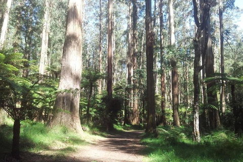 Discover Tour: Dandenong Ranges & William Ricketts Sanctuary - Tourism TAS 5