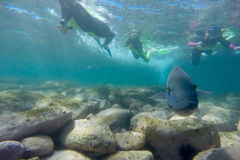 Manly And Shelly Beach Snorkeling Tour - Tourism TAS 0