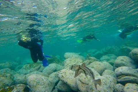 Manly And Shelly Beach Snorkeling Tour - Tourism TAS 1