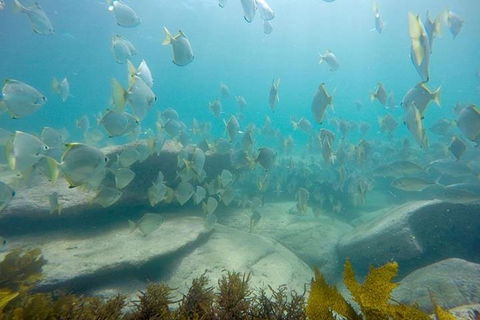 Manly And Shelly Beach Snorkeling Tour - Tourism TAS 2