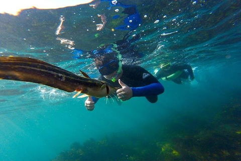 Manly And Shelly Beach Snorkeling Tour - Tourism TAS 3