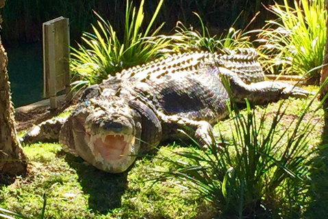 Central Coast Private Tour From Sydney, With Australian Reptile Park Option - Tourism TAS 4