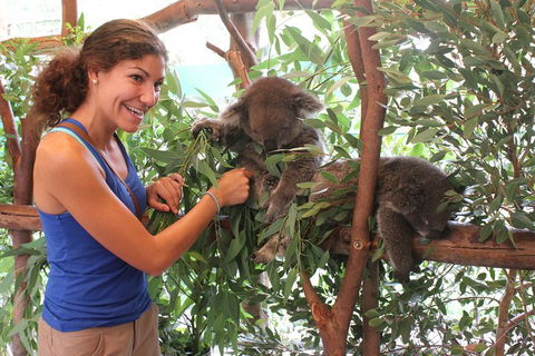 Pinnacles Desert, Koalas And Sandboarding 4WD Day Tour From Perth - Hobart Tourism 5