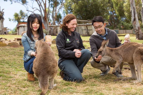 Bonorong Wildlife Park And Richmond Afternoon Tour From Hobart - Hobart Tourism 1