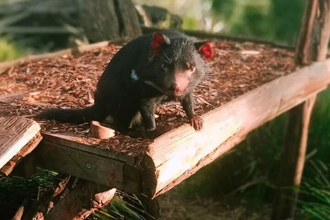 Bonorong Wildlife Park And Richmond Afternoon Tour From Hobart - Hobart Tourism 4