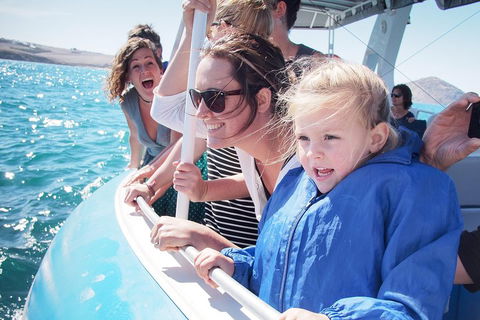 Southern Ocean Adventure From Victor Harbor - Tourism TAS 4