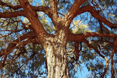 Mount Conner 4WD Small Group Tour From Ayers Rock Including Dinner - Tourism TAS 3