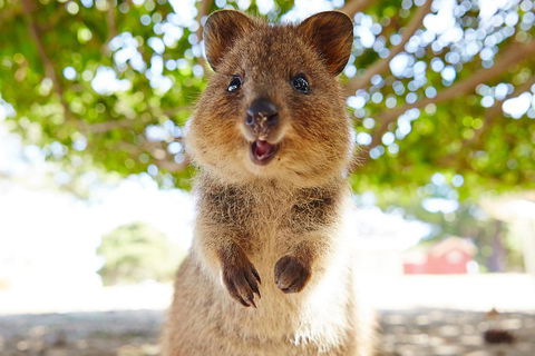 Discover Rottnest With Ferry & Bus Tour From Perth Or Fremantle - Hobart Tourism 0