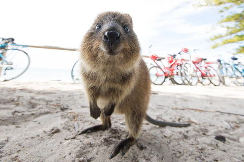 Rottnest Island Round-Trip Ferry From Perth Or Fremantle - Hobart Tourism 3