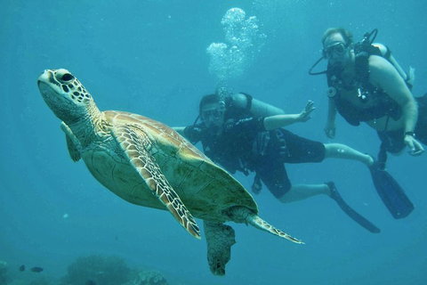 Ocean Freedom Great Barrier Reef Personal Luxury Snorkel & Dive Cruise, Cairns - Hobart Tourism 4