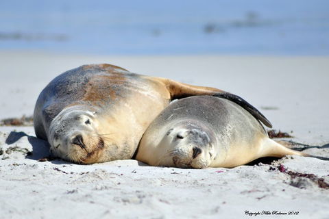 NEW TOUR - Kangaroo Island Road To Recovery Tour (1 Day/1 Night) - Tourism TAS 1