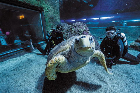 Dive With Sharks At AQWA - Hobart Tourism 2