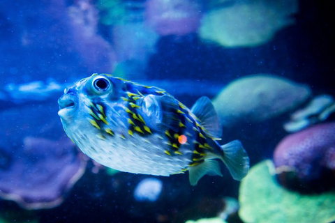 Dive With Sharks At AQWA - Hobart Tourism 4