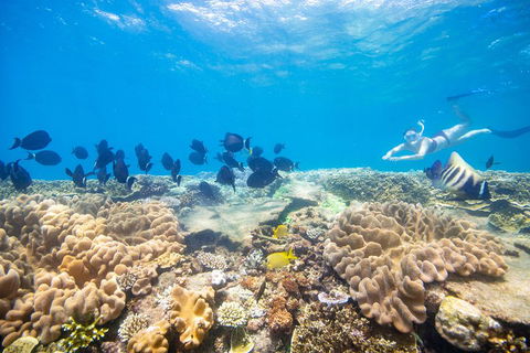 Outer Reef Pontoon Experience From Cairns - Tourism TAS 4