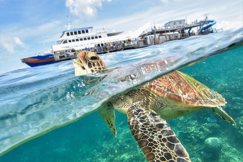 Outer Reef Pontoon Experience From Cairns - Tourism TAS 5