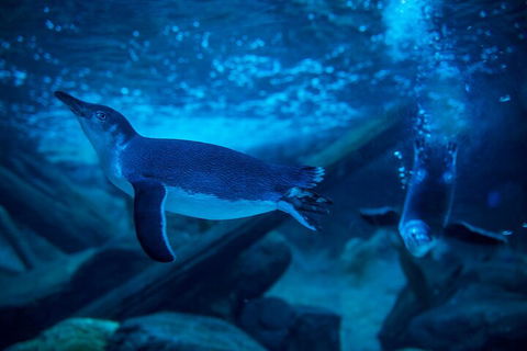 SEA LIFE Sunshine Coast Aquarium Entrance Ticket - Tourism TAS 1