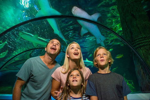 SEA LIFE Sunshine Coast Aquarium Entrance Ticket - Tourism TAS 3