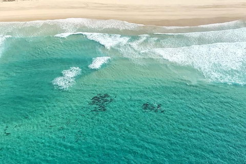 Coastal Helicopter Shared Flight - 20 Minutes - Tourism TAS 4