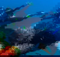 Scuba Dive the S.S. Yongala Wreck on the Great Barrier Reef. - Tourism TAS
