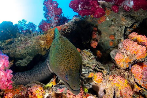 Scuba Dive The S.S. Yongala Wreck On The Great Barrier Reef. - Tourism TAS 1