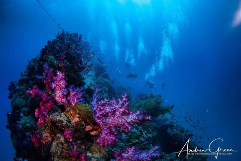 Scuba Dive The S.S. Yongala Wreck On The Great Barrier Reef. - Tourism TAS 2