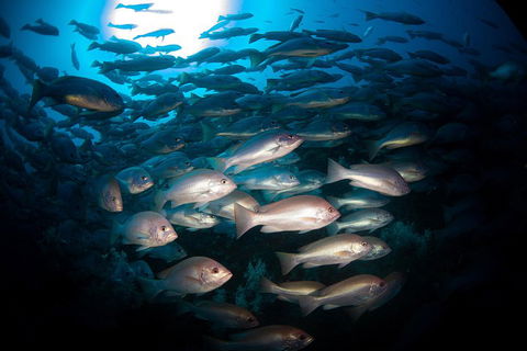 Scuba Dive The S.S. Yongala Wreck On The Great Barrier Reef. - Tourism TAS 4