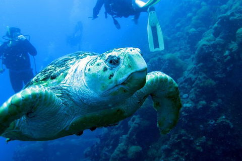 Scuba Dive The S.S. Yongala Wreck On The Great Barrier Reef. - Tourism TAS 5