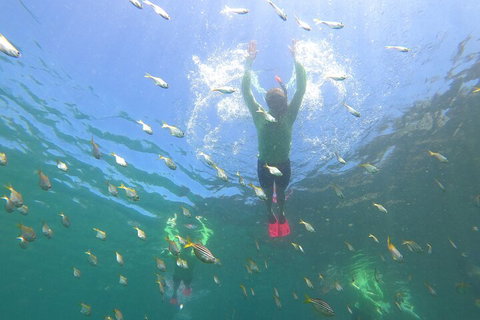Manly Snorkel Trip And Nature Walk With Local Guide - Tourism TAS 0