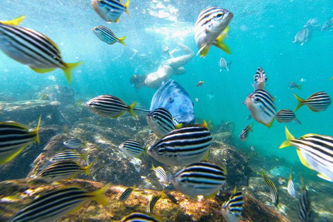 Manly Snorkel Trip And Nature Walk With Local Guide - Tourism TAS 2