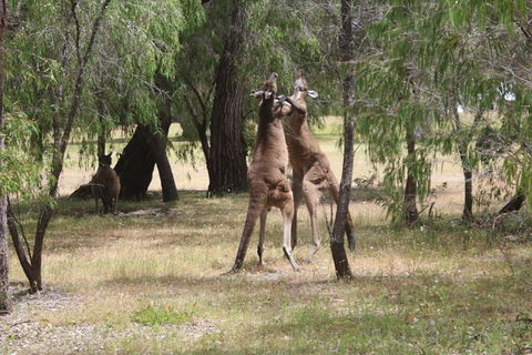Margaret River Coastal And Wildlife Eco Trip From Busselton Or Dunsborough - Tourism TAS 1