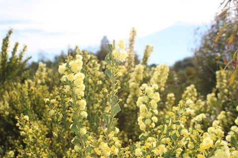 Margaret River Coastal And Wildlife Eco Trip From Busselton Or Dunsborough - Tourism TAS 4